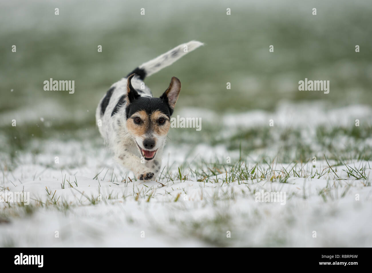 Kleiner Hund läuft auf einer Wiese im Schnee im Winter Landschaft - Süße Jack Russell Terrier Hund, 9 Jahre alt, Haartyp gebrochen Stockfoto