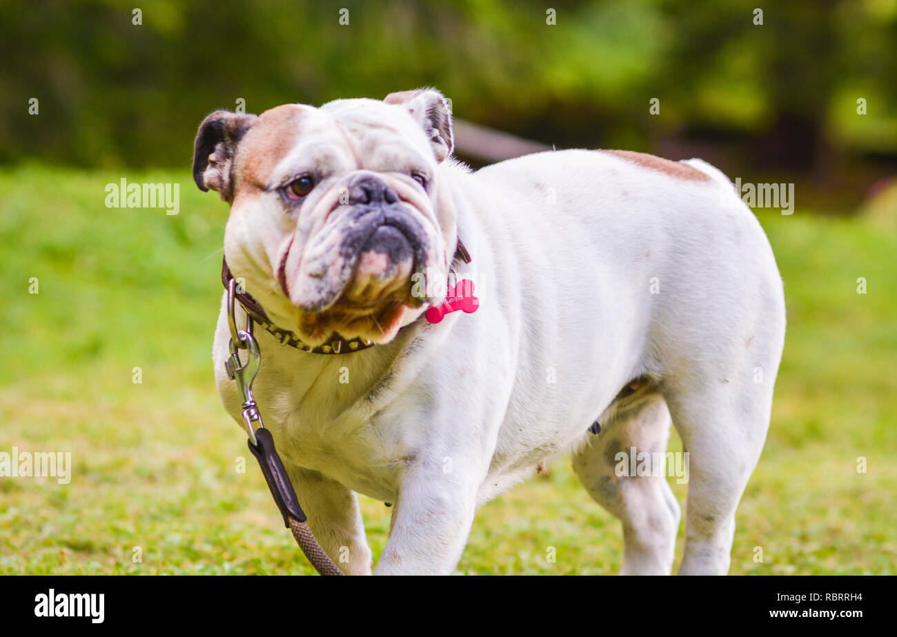 Eine braune und weiße Englische Bulldogge, die auf dem Rasen, verspielt und fröhlich. Die Bulldog ist ein muskulöser, schwerer Hund mit einem Zerknitterten Gesicht und eine di Stockfoto