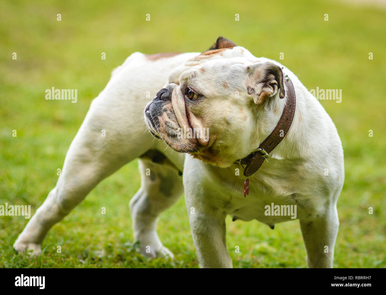 Eine braune und weiße Englische Bulldogge, die auf dem Rasen, verspielt und fröhlich. Die Bulldog ist ein muskulöser, schwerer Hund mit einem Zerknitterten Gesicht und eine di Stockfoto