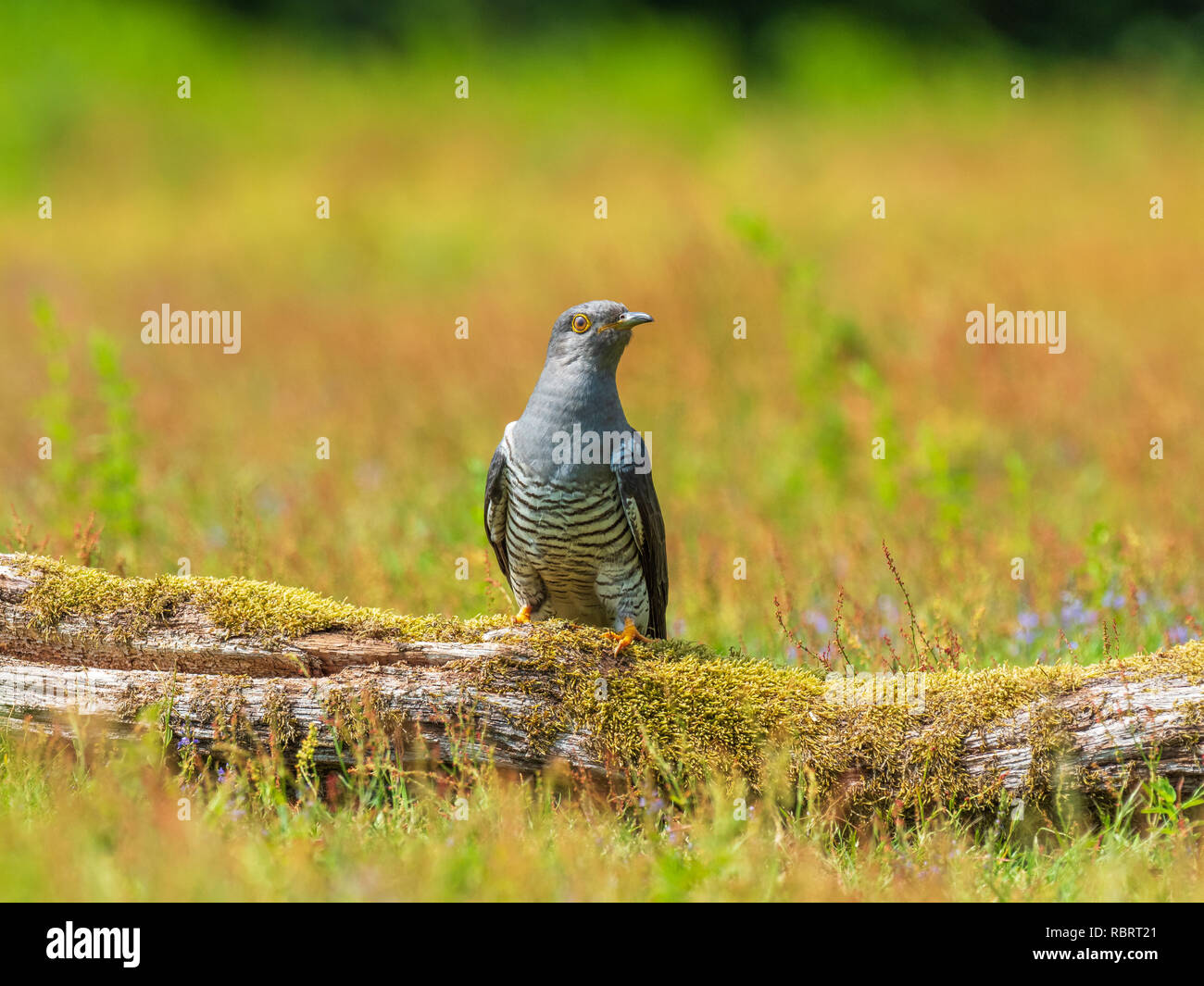 Kuckuck (Cuculus canorus) auf dem Boden Stockfoto