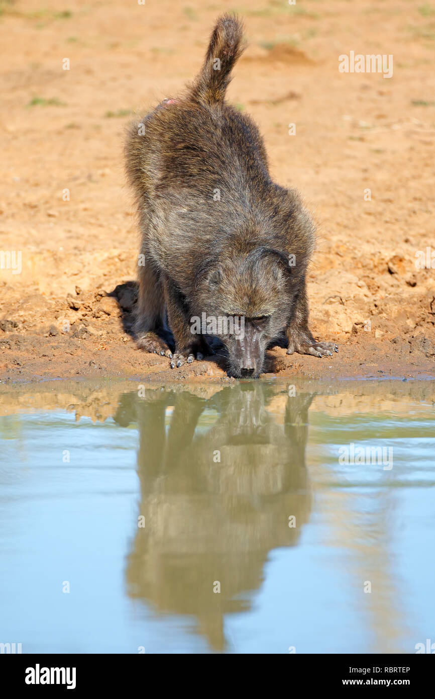 Chacma baboon (Papio ursinus) Trinkwasser, Mkuze Game Reserve, Südafrika Stockfoto