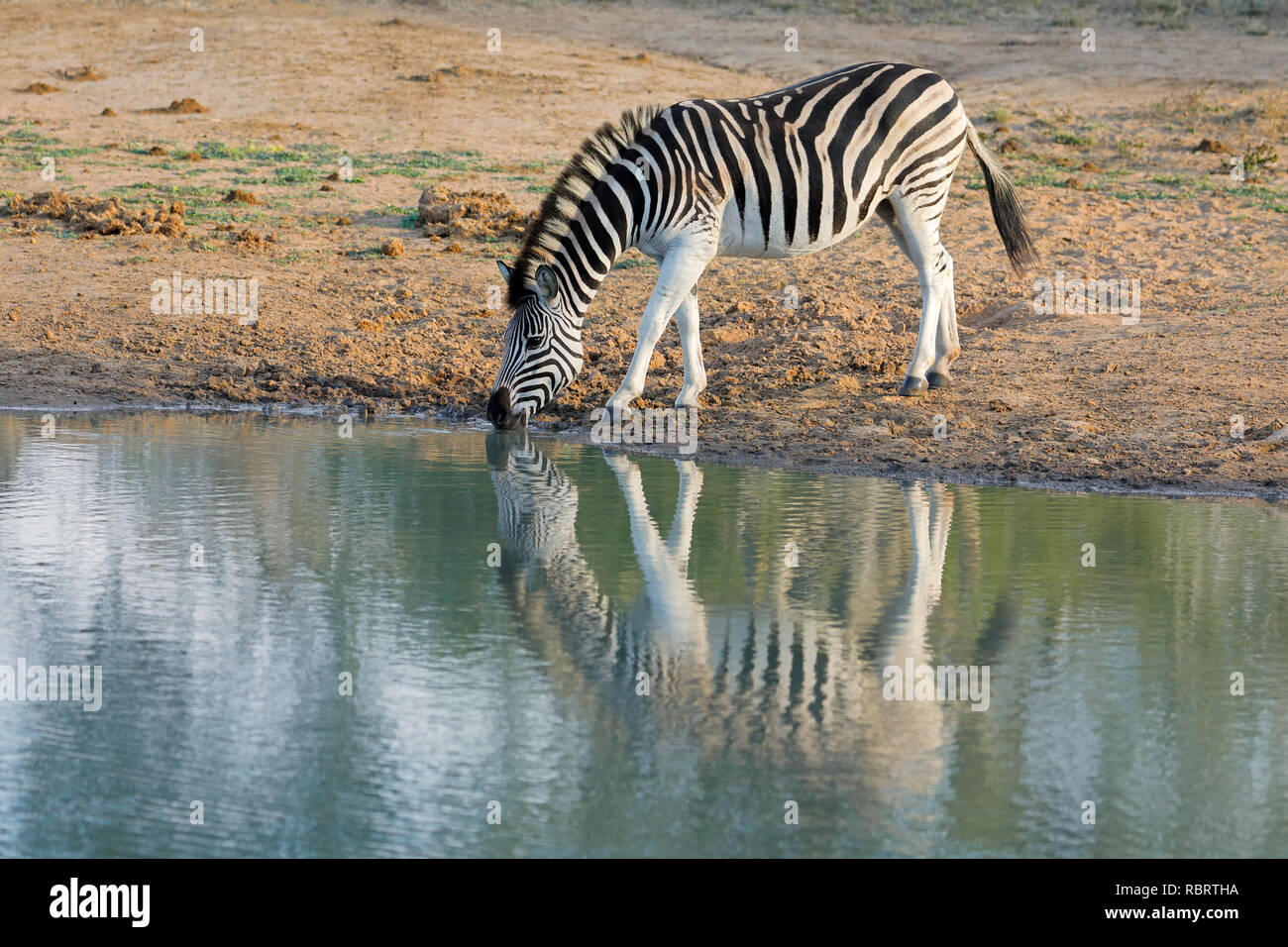 Eine ebenen Zebra (Equus burchelli) Trinkwasser, Mkuze Game Reserve, Südafrika Stockfoto