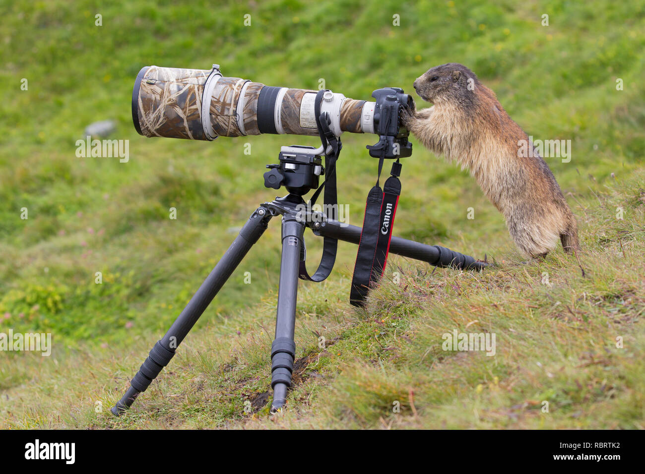 Neugierig Alpine Murmeltier (Marmota marmota) hinter Canon Kamera der Naturfotograf mit großen Teleobjektiv auf Stativ montiert Stockfoto