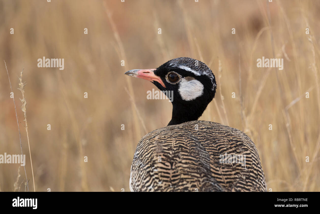 Nahaufnahme einer nördlichen Black Korhaan seitwärts suchen, Kgadagadi Grenze Nationalpark, Südafrika Stockfoto