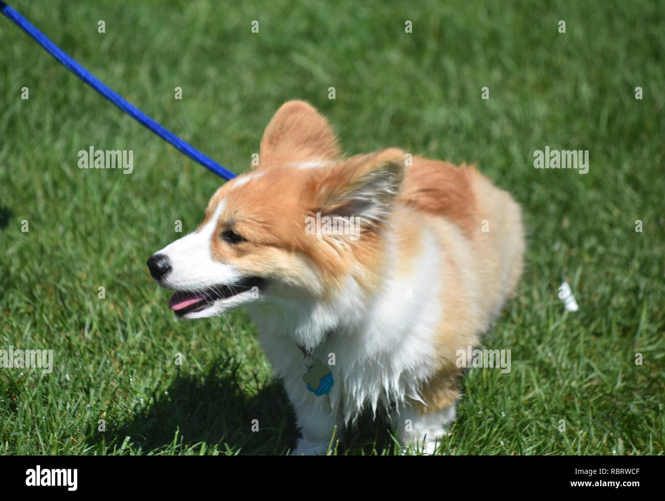 Flauschige corgi Hund an der Leine in Gras. Stockfoto