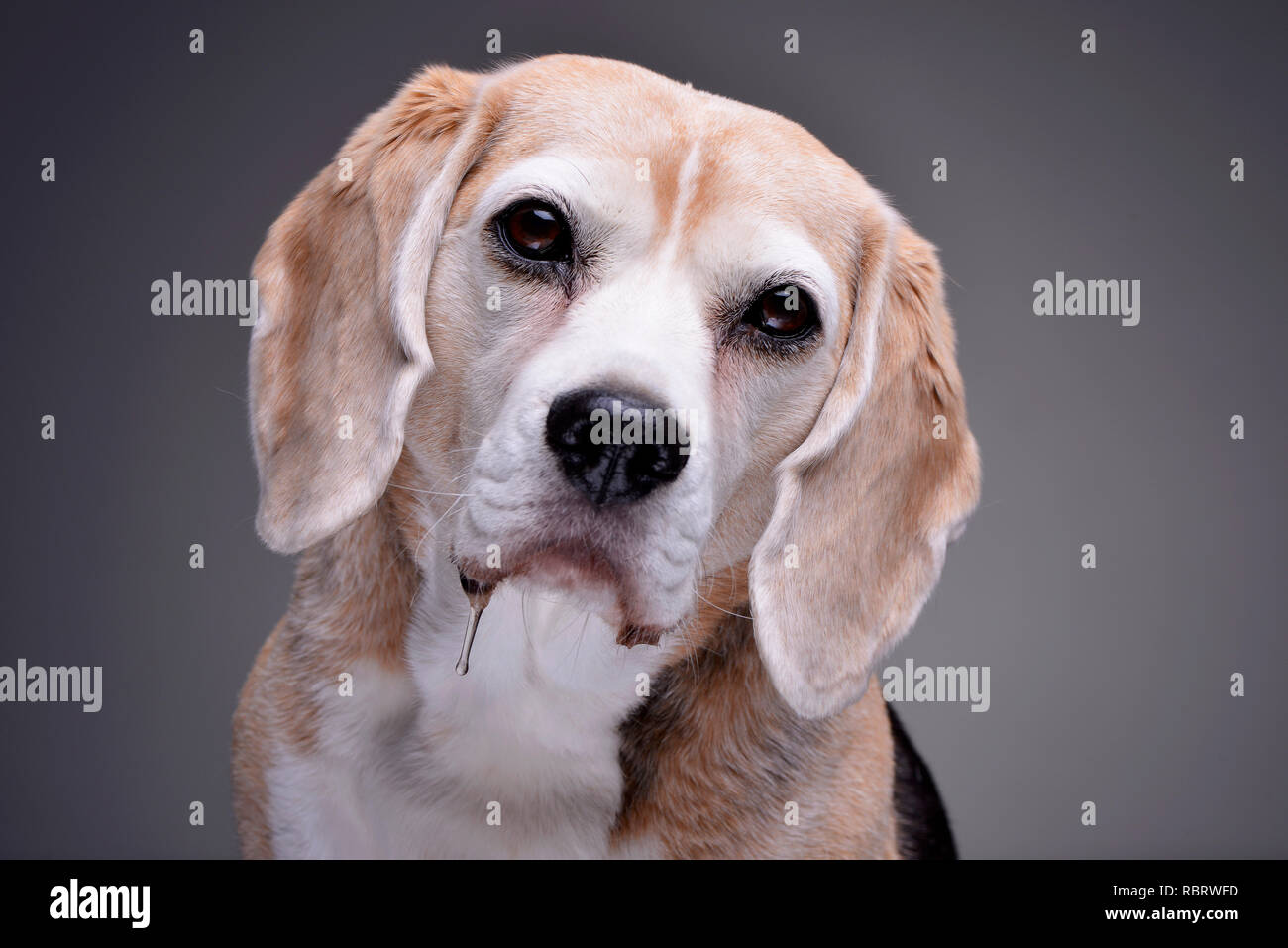 Portrait einer liebenswerten Beagle - auf grauem Hintergrund. Stockfoto