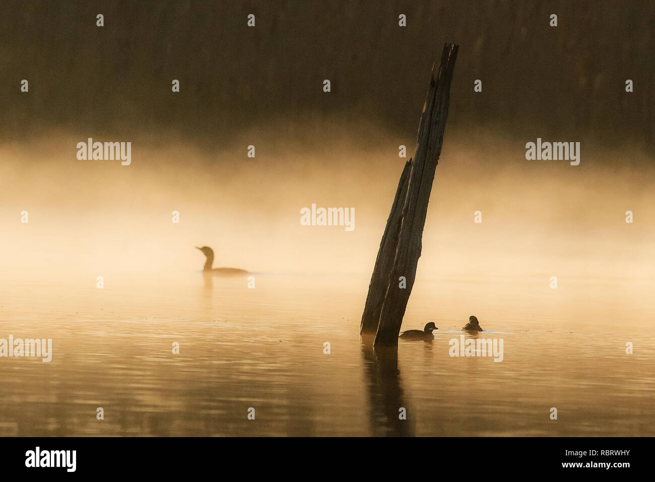Wasservögel am frühen Morgen mit Kormoran misty Teich Stockfoto