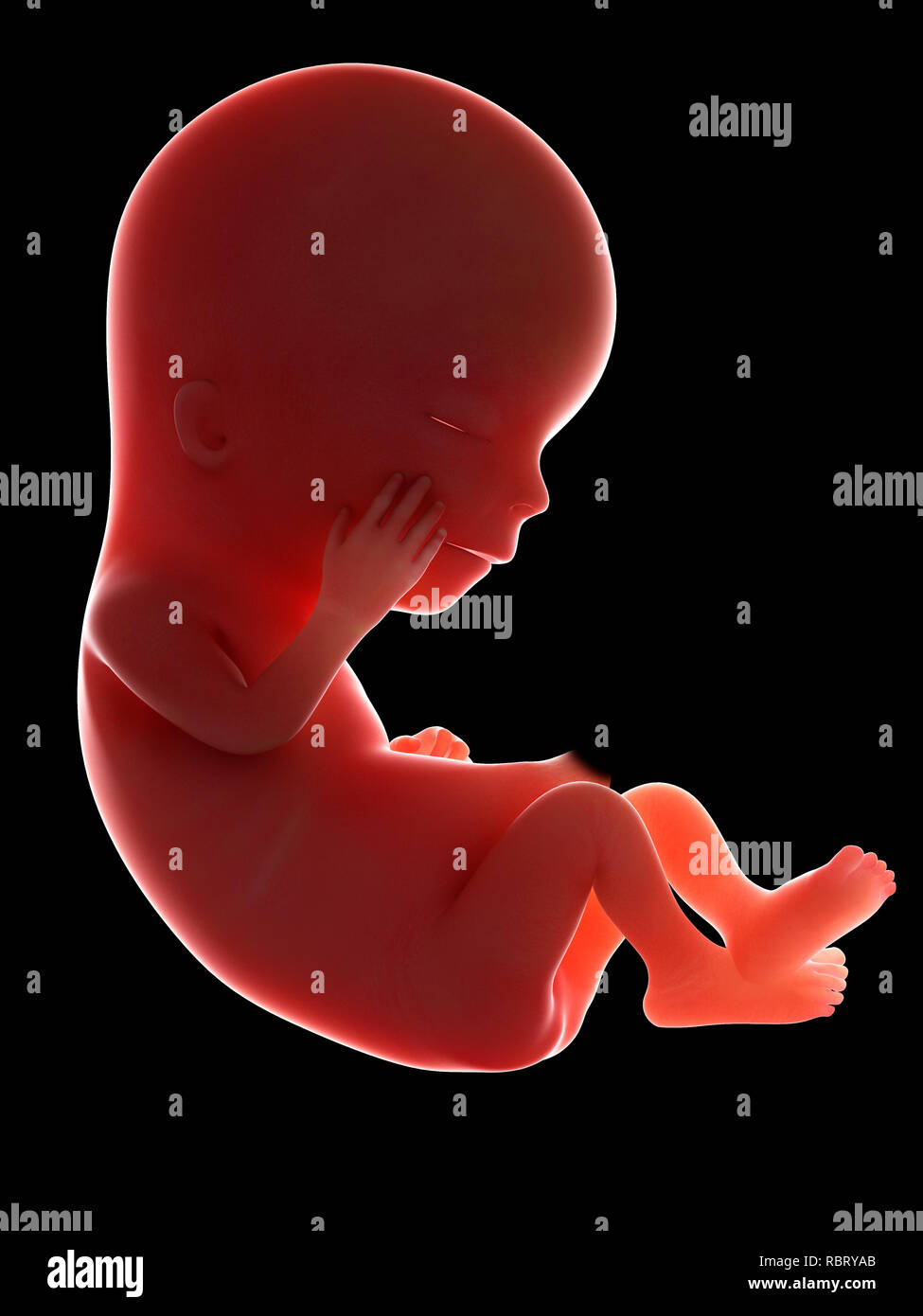 Fetus 12 Weeks Stockfotos und -bilder Kaufen - Alamy