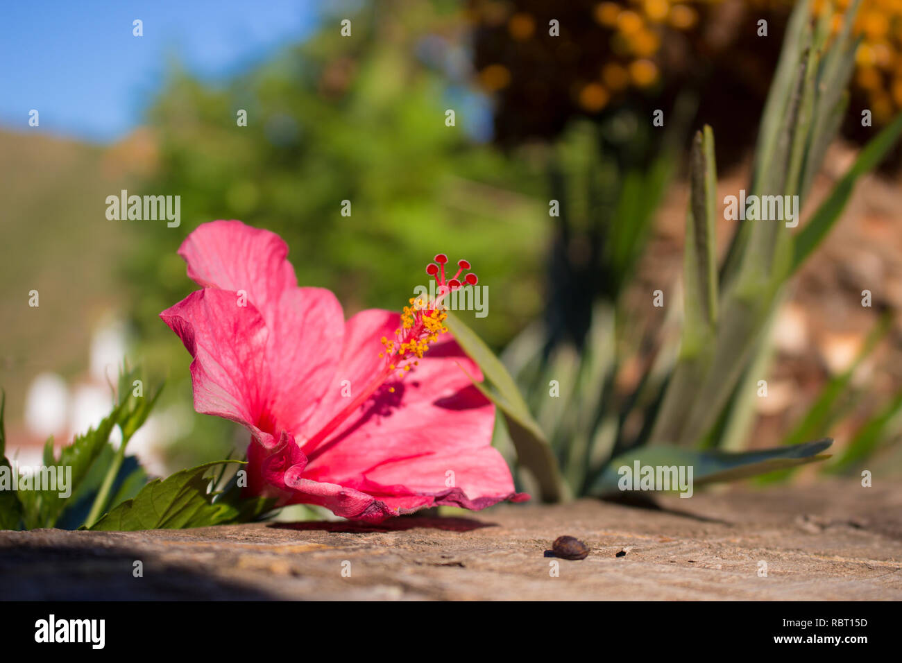 Hibiscus. Rosa Blume neben der Palme. Stockfoto