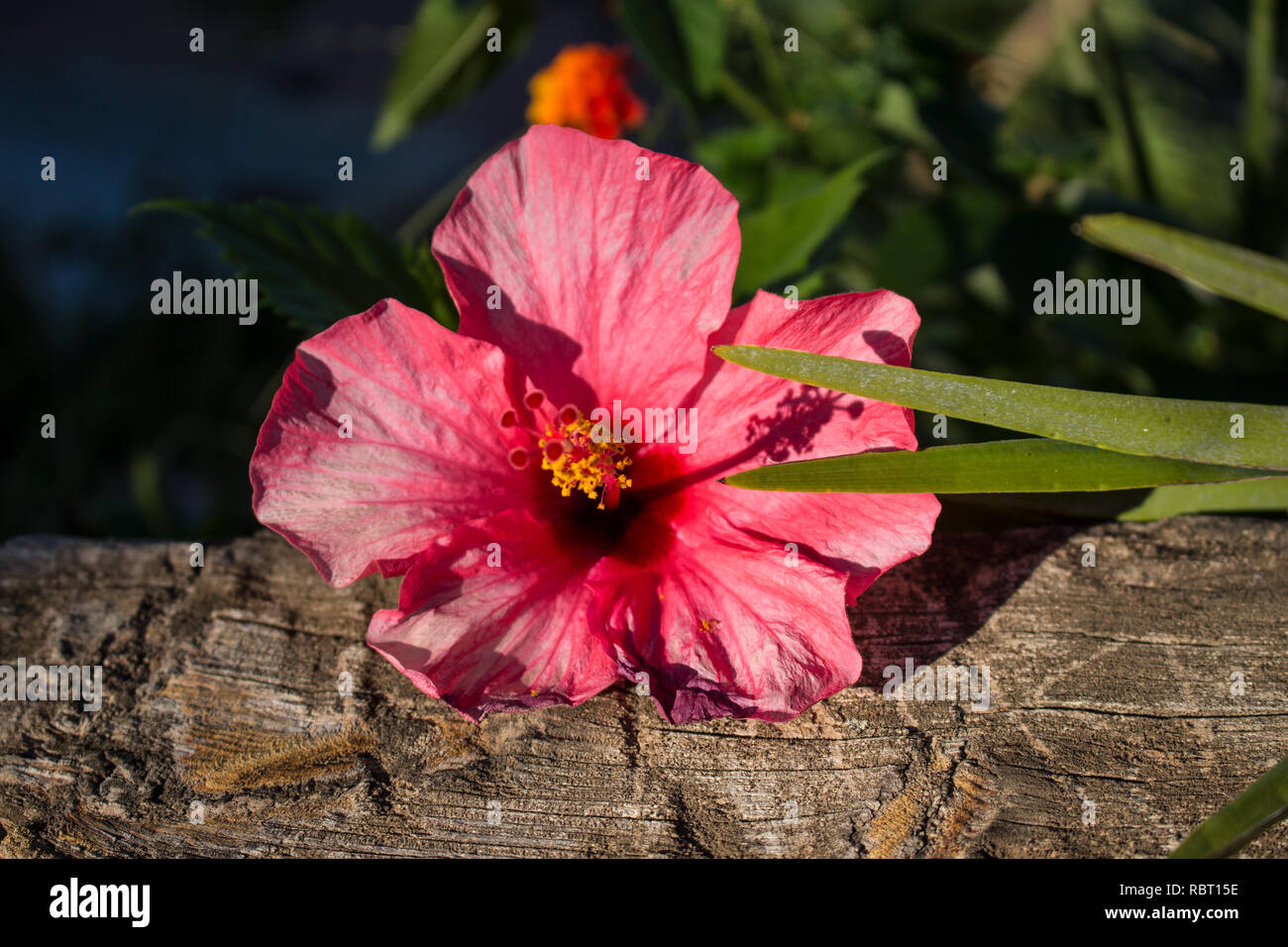 Hibiscus. Rosa Blume neben der Palme. Stockfoto