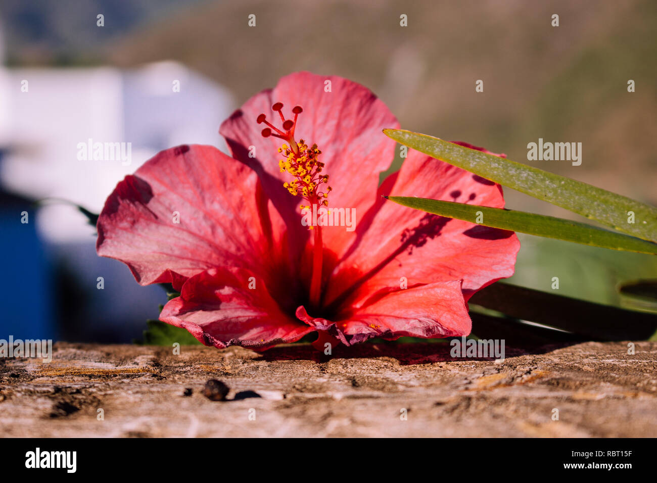 Hibiscus. Rosa Blume neben der Palme. Stockfoto