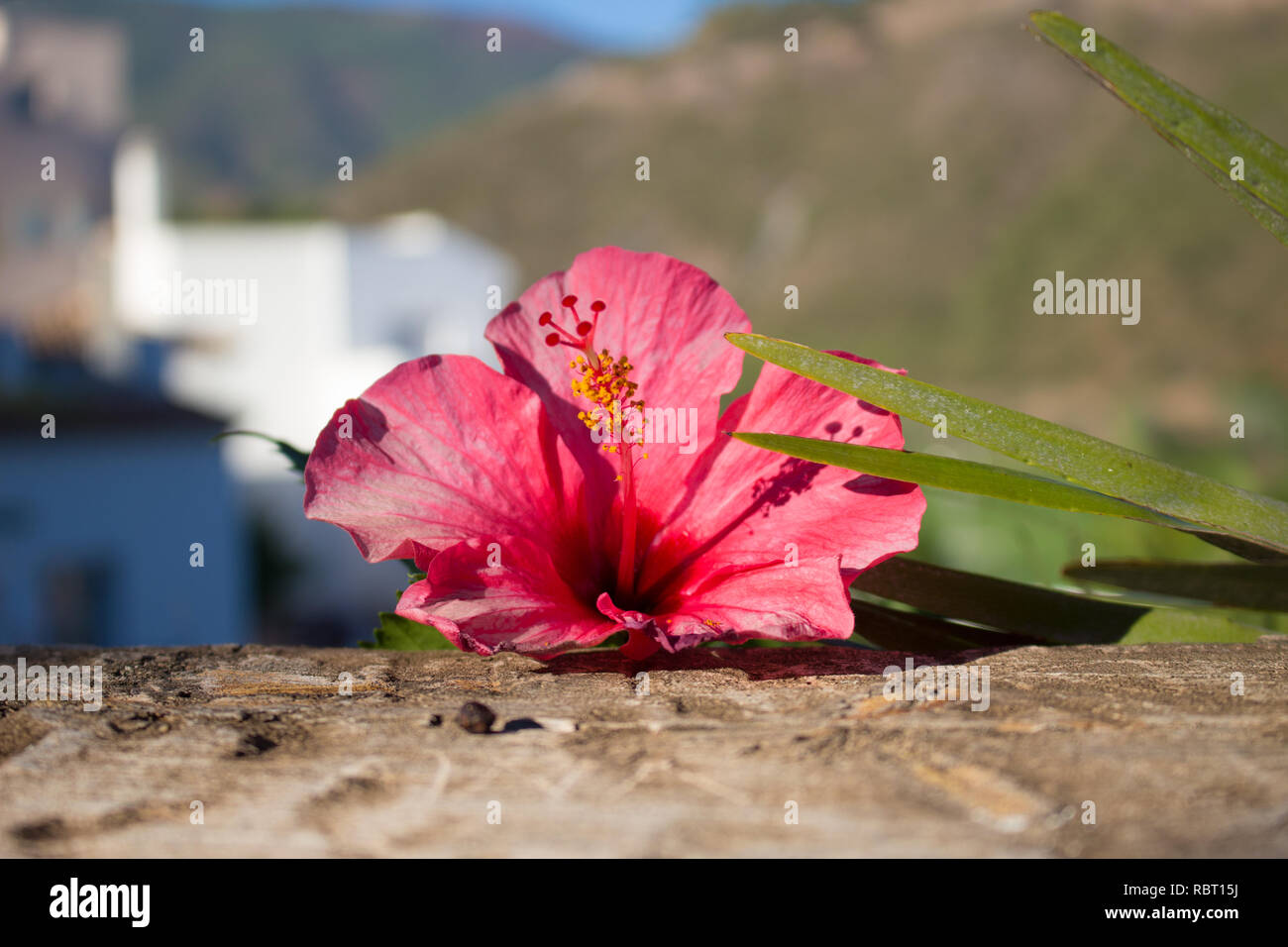 Hibiscus. Rosa Blume neben der Palme. Stockfoto