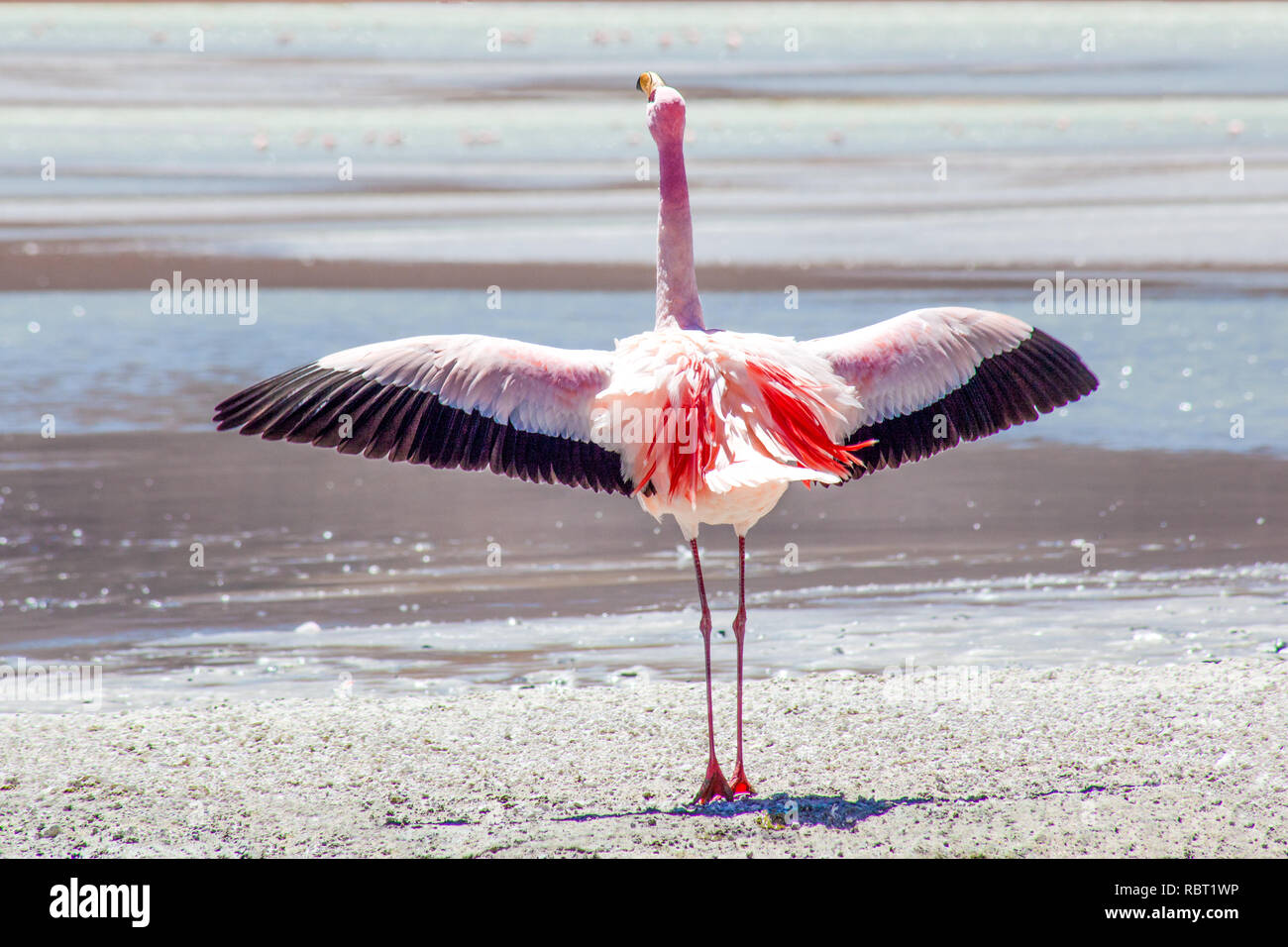 Eine große und bunte Flamingo steht auf Tipp Zehen mit seinen Flügeln voll ausgestreckt und schreit seine Botschaft zu hören. Stockfoto