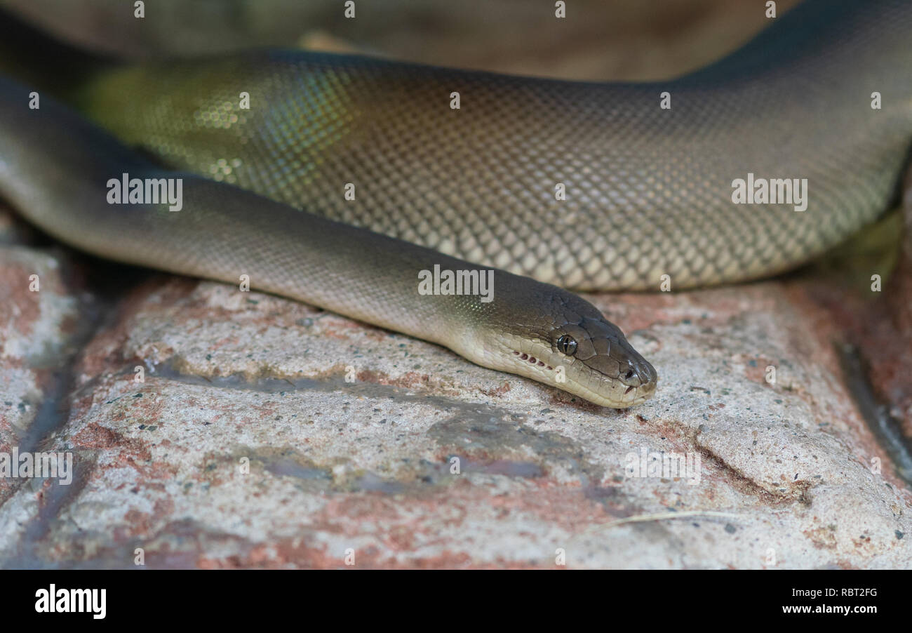 Nahaufnahme einer Olive Python oder Liasis olivaceus in Australien Stockfoto