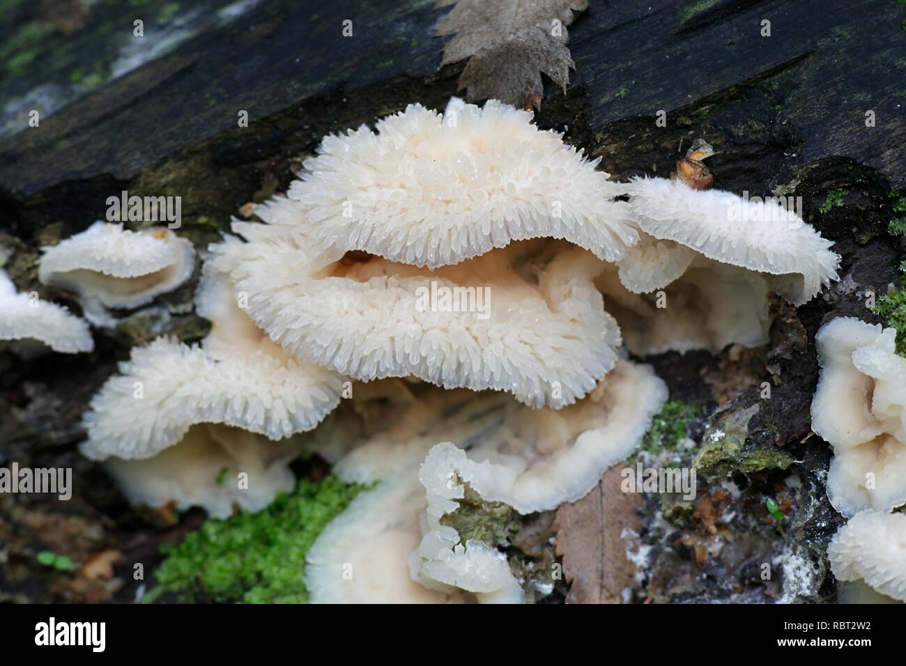 Phlebia Merulius tremellosus tremellosa (früher), die gemeinhin als zittern Merulius oder Gelee rot bekannt Stockfoto