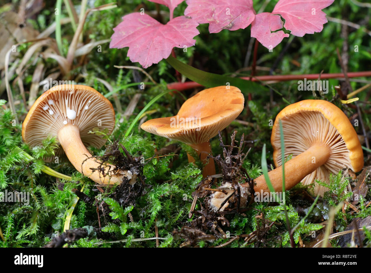 Lactarius aurantiacus, Orange Milkcap Pilz Stockfoto