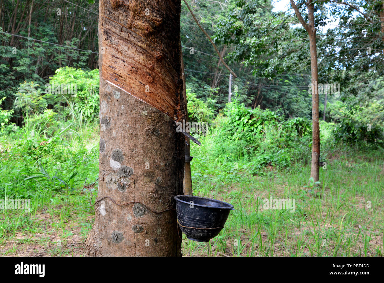 Rubber Tree Amazon Stockfotos und bilder Kaufen Alamy