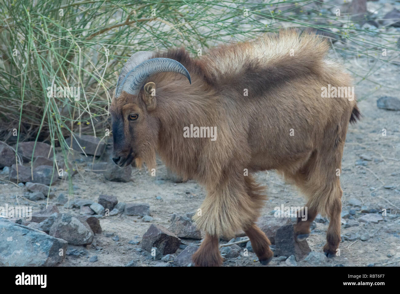 Arabian Tahr Profil Schuß zu Fuß durch die Wüste, Felsen in der Nähe von einem Busch. Stockfoto