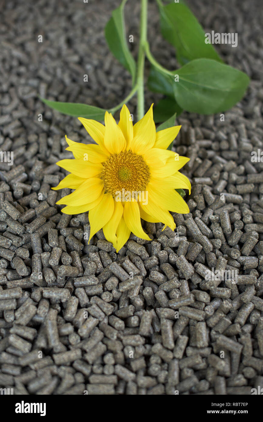 Erneuerbare Energien - Sonnenblumen und Pellets aus Sonnenblumen Stockfoto