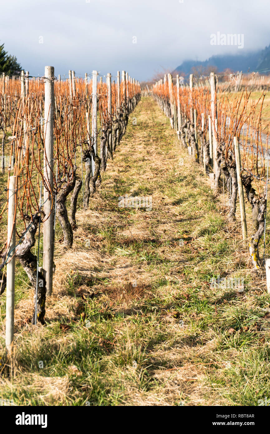 Weinberg und Pinot Noir Weinreben im Spätherbst in der Mainefeld Region der  Schweiz Stockfotografie - Alamy