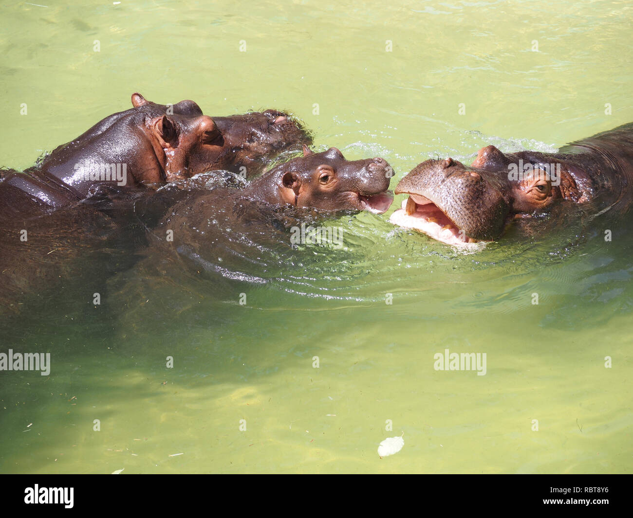 Hippo Familie gegeneinander kämpfen im Wasser. Stockfoto