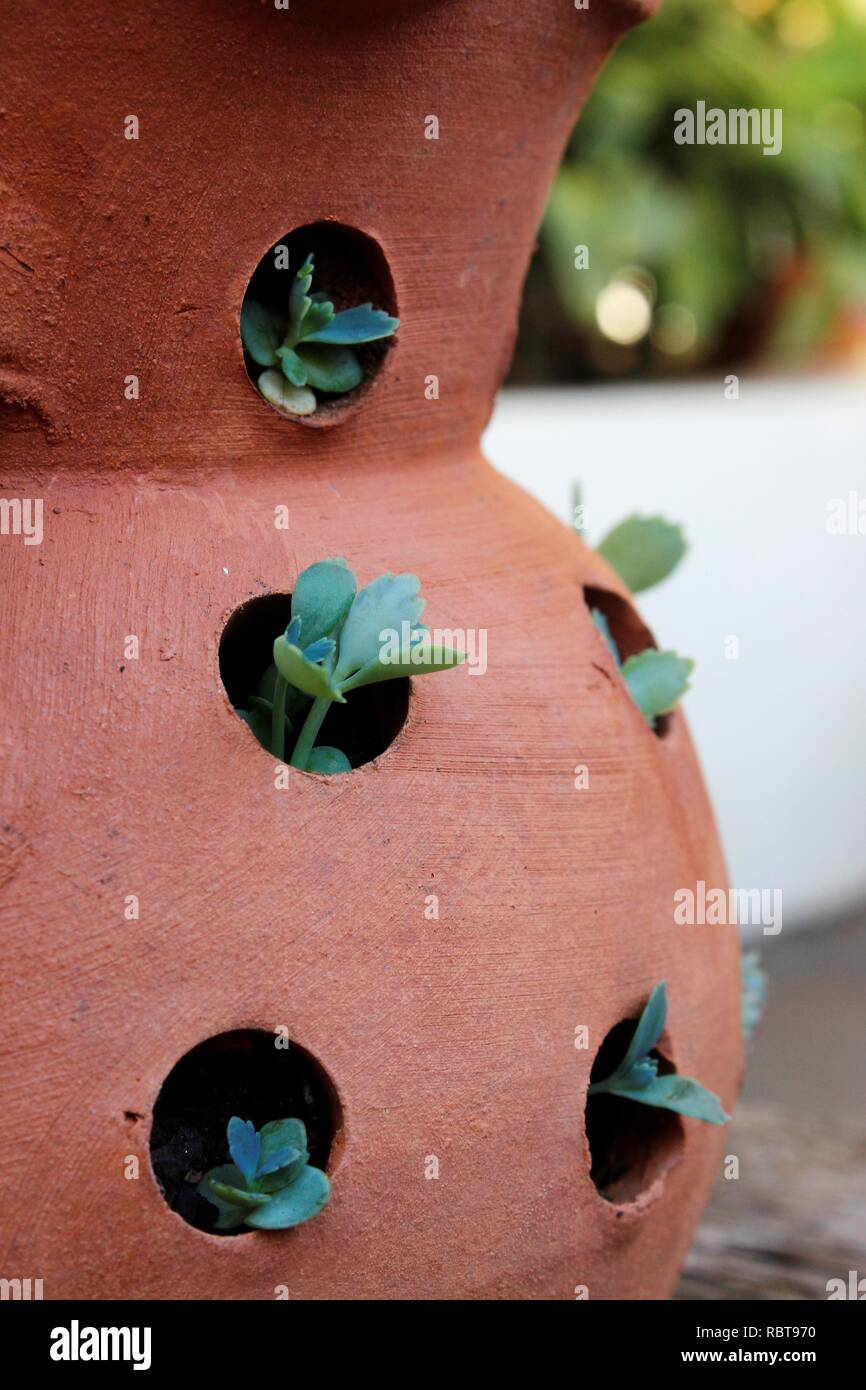 Vaso de Flor Calanchoe laetivirens para Jardins e Decoração. Stockfoto