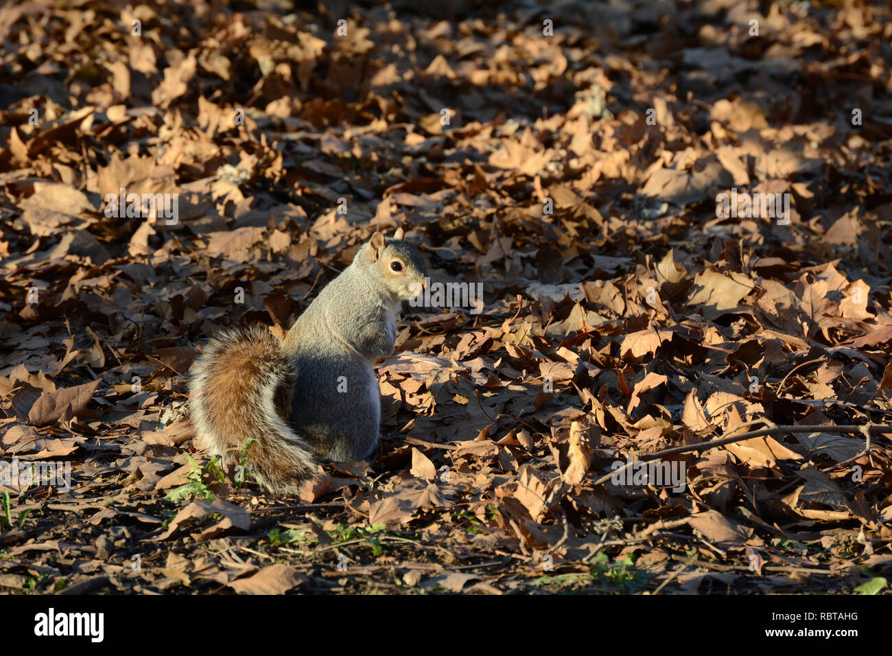 Eichhörnchen auf dem Boden unter den Blättern im Park Stockfoto