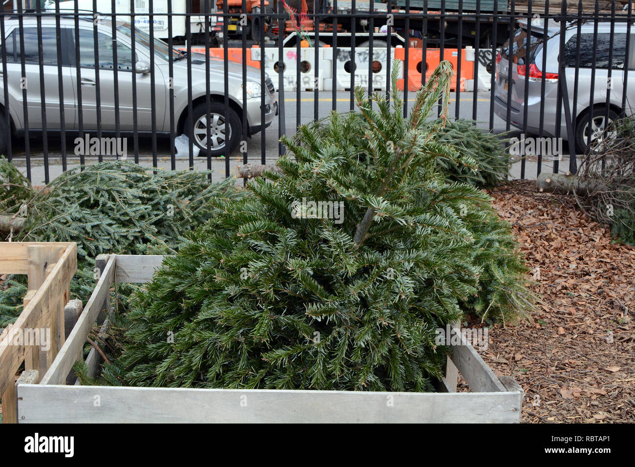 Weihnachtsbaum im Wald bin für Recycling Stockfoto