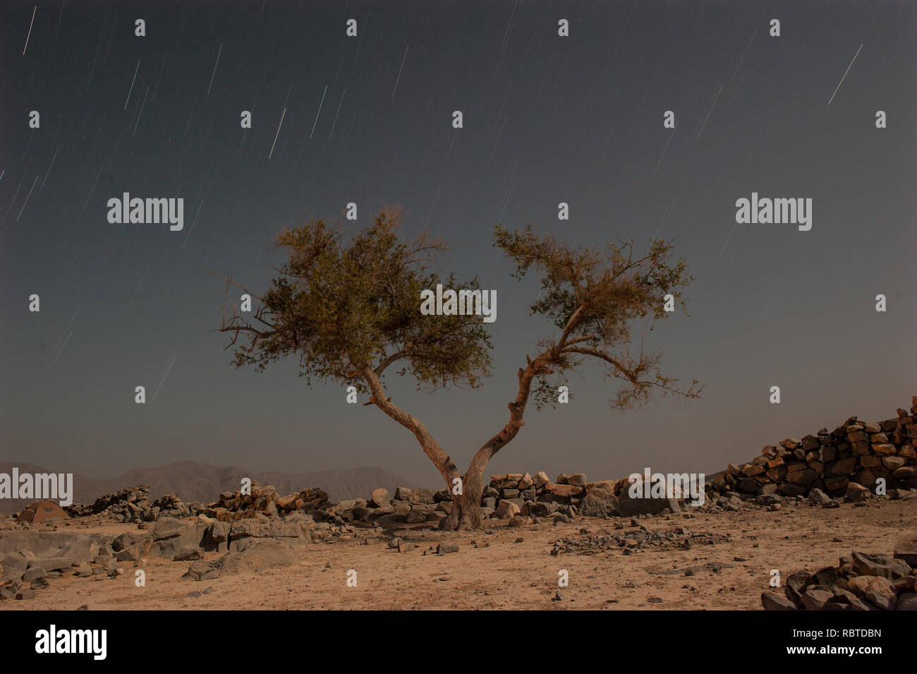 Akazien in der Wüste Stockfoto