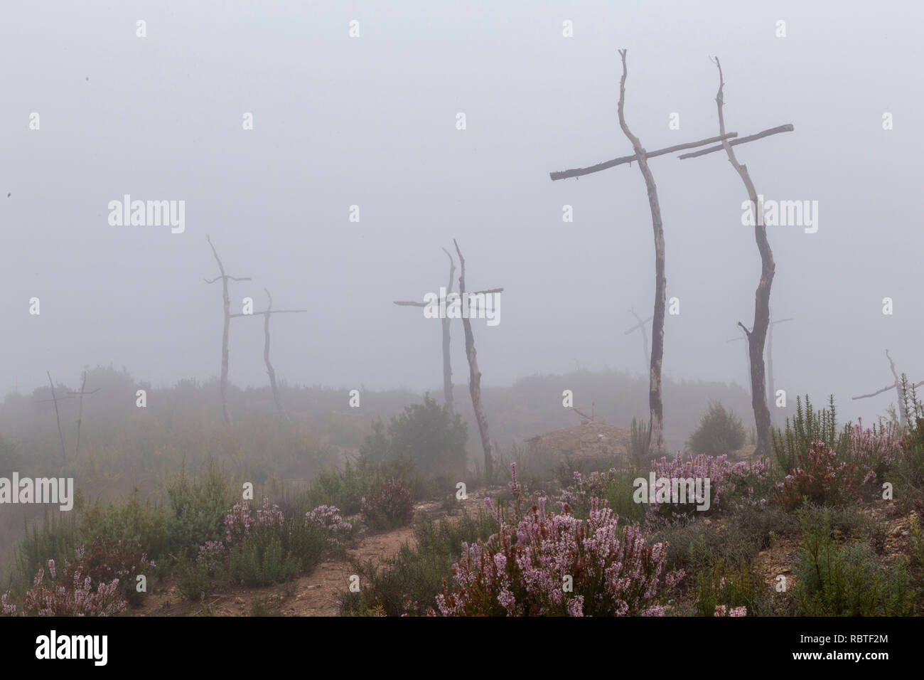 Wald von Kreuzen von einem Künstler gemacht, Beschwerde eines Künstlers über Waldbrände. In diesem Fall, vorgeschlagen wurde, Kreuze mit den verbrannten Bäume machen, Maki Stockfoto