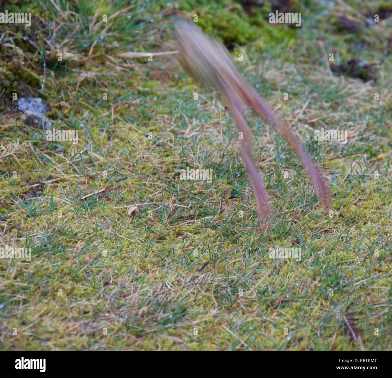 Feuchtes Gras und Moos mit einem Frosch sprang mit einer Unschärfe der Bewegung, lange Beine hinter gestreckt Stockfoto