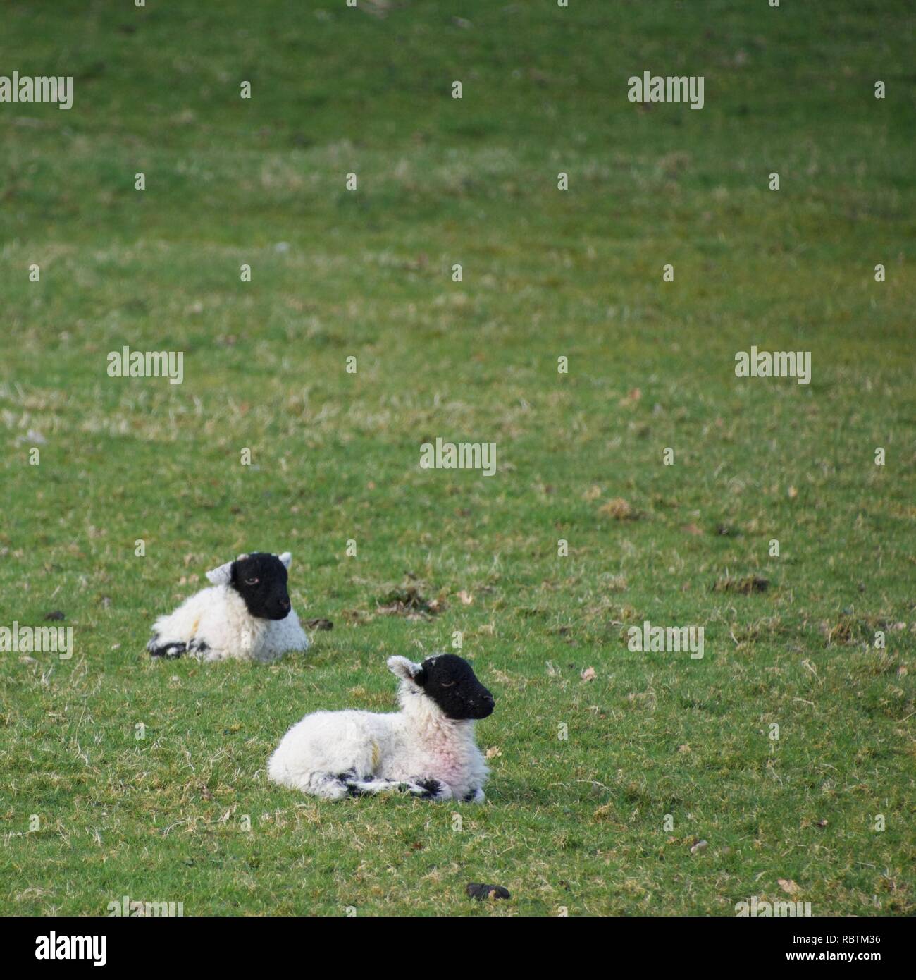 Zwei kleinen schwarzen konfrontiert Lämmer in einem Feld. Baby Schafe im Frühjahr, sitzen gemeinsam im Freien. Stockfoto