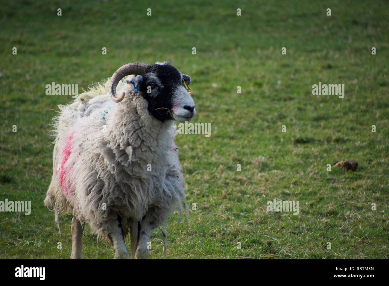 Blackface widderkopf Fotos und Bildmaterial in hoher Auflösung Alamy Blackface widderkopf Fotos und Bildmaterial in hoher Auflösung Alamy