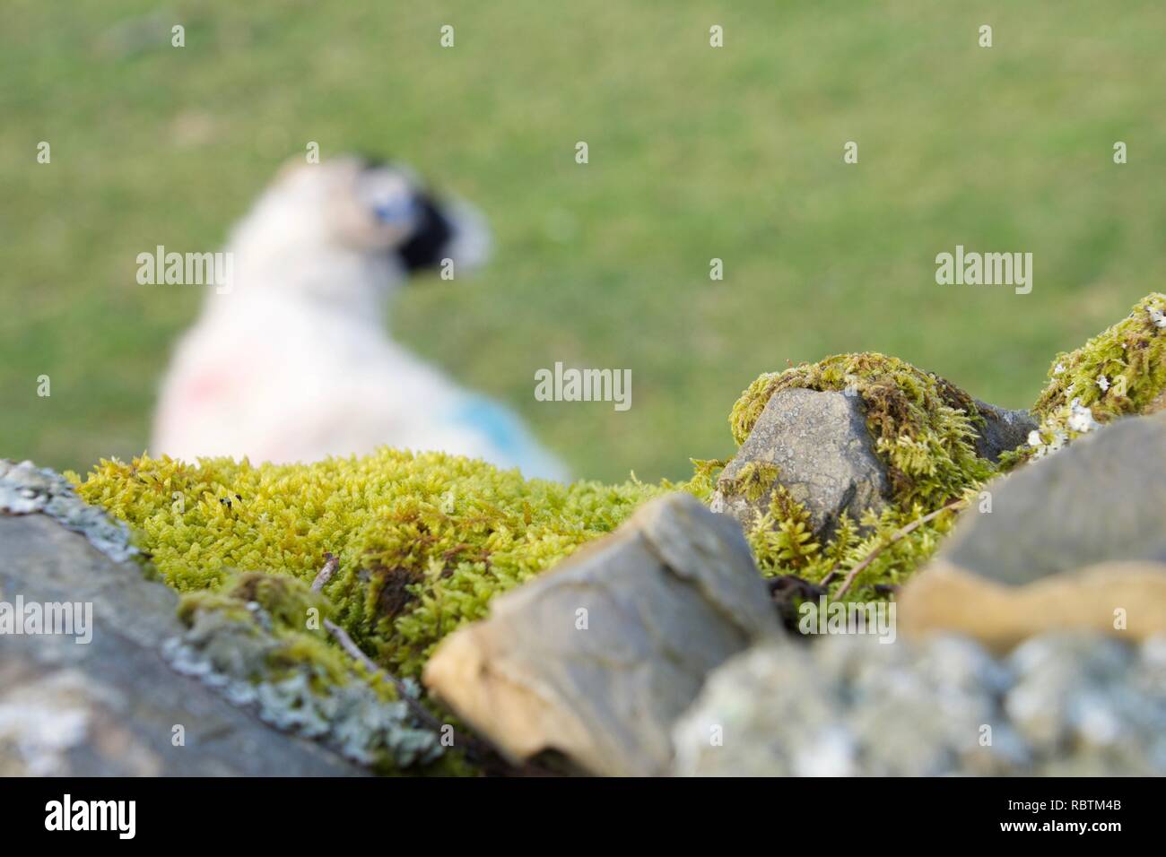 Konzentrieren Sie sich auf Flechten und Moos bedeckt Trockenmauer mit einem Schaf im Hintergrund. Typische Szene der Norden Englands. Stockfoto