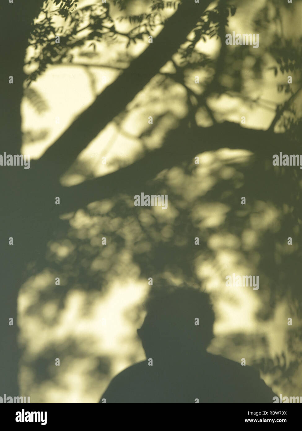 Schatten der Baum, Blätter, die Person und den Kopf. Stockfoto