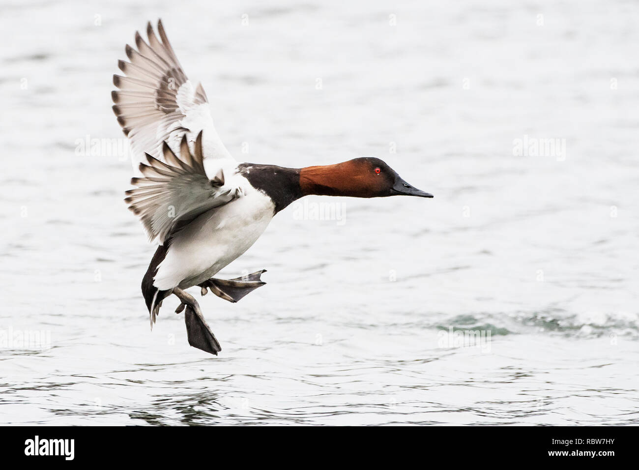 Drake canvasback Ente über am Teich Stockfoto