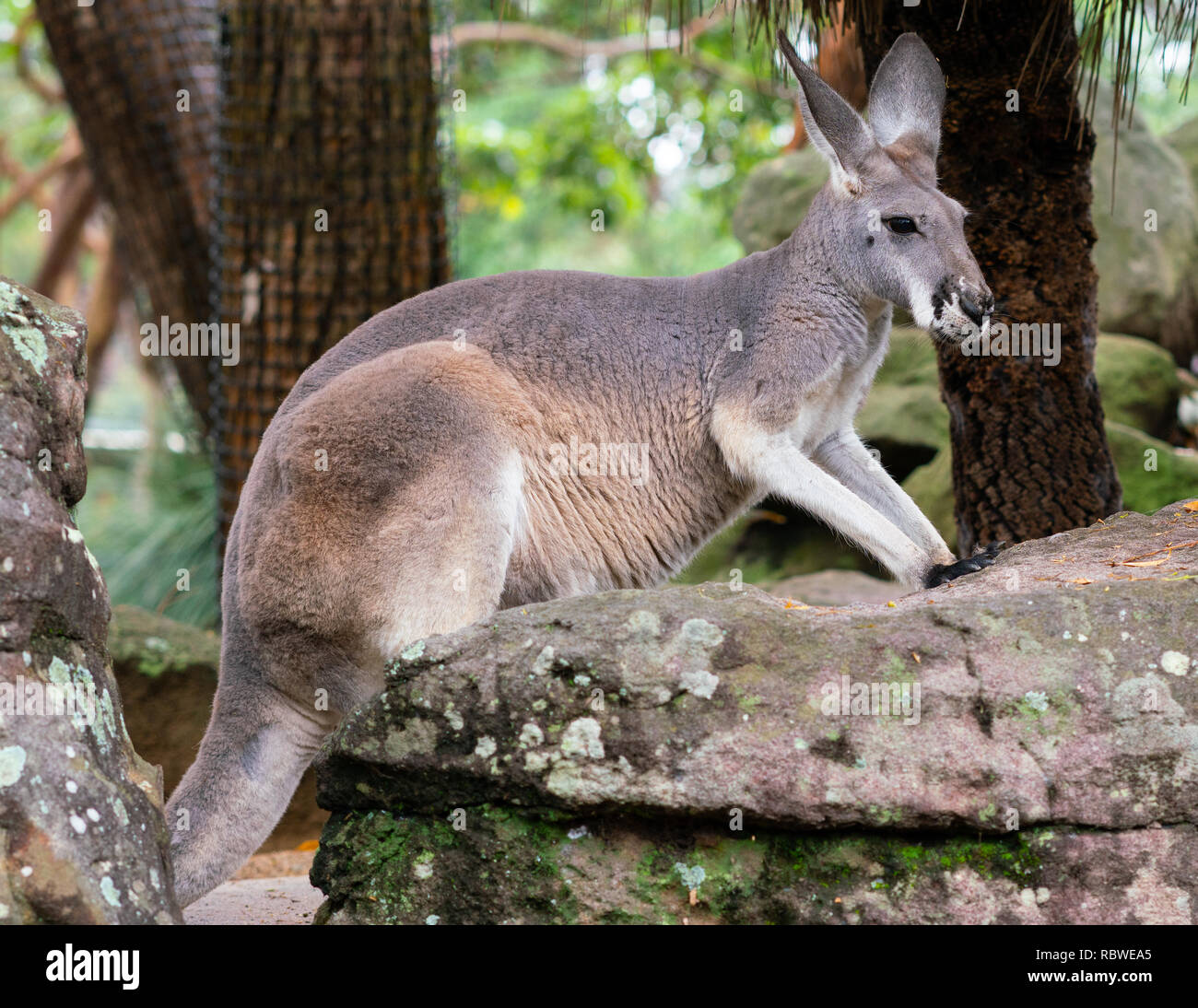Red-necked Wallaby oder Bennetts wallaby Macropus rufogriseus in NSW Australien Stockfoto