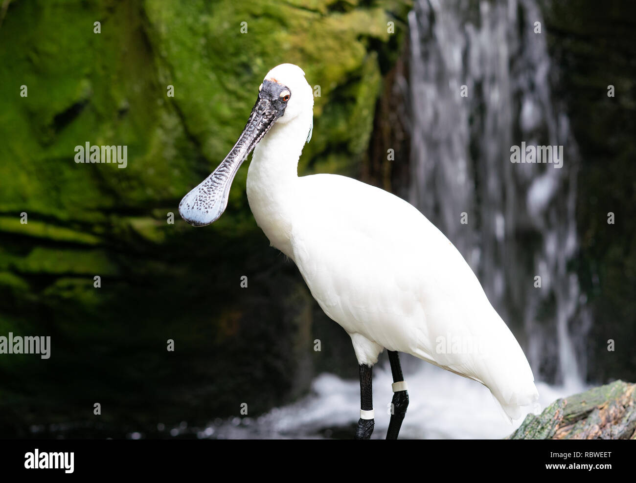 Nahaufnahme eines Königlichen Löffler oder Schwarz-billed Löffler Platalea Regia in NSW Australien Stockfoto