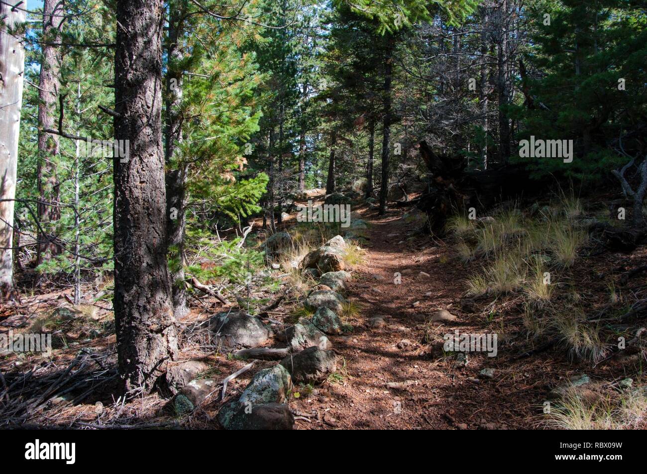 Abineau Trail ist ein steiler Aufstieg 1.800 Fuß über zwei Meilen auf den Hügeln von San Francisco Peaks durch Abineau Canyon. Der Weg trifft der Wasserlinie Trail an der Spitze, die zu tragen Kiefer Trail gefolgt werden kann dem trailhead zurückzukehren. Jedes Bein der Schleife ist rund zwei Kilometer lang, plus ein 0,4 Meter stecker Trail vom Trailhead zum Loop, insgesamt Rundwanderung von sieben Meilen. Die Schleife ist eine der fundamentalen Herbstwanderungen in der San Francisco Peaks. Espen entlang aller drei Beine der Schleife drehen, Gold, und fallende Blätter Teppich den Waldboden und die Nadelhölzer schmücken. Ein st Stockfoto