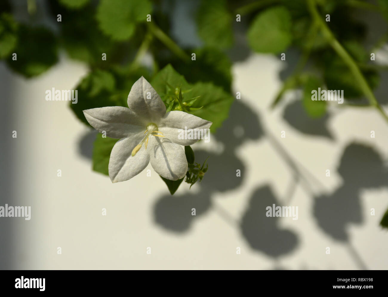Kleine weiße zarte Blume mit Schatten Stockfoto