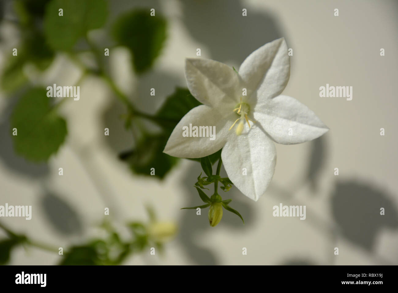 Kleine weiße zarte Blume mit Schatten Stockfoto