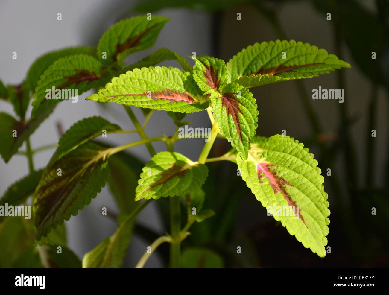 Zimmerpflanze coleus oder bunte Brennnessel indoor. Bunte grün und lila  Coleus Blätter Stockfotografie - Alamy