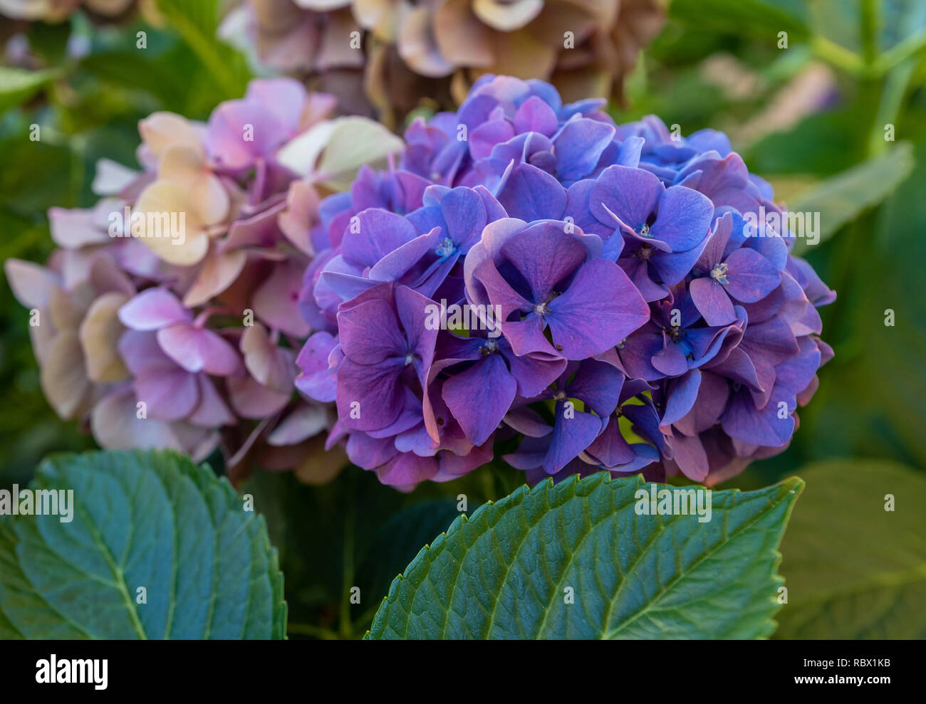 Farbe outdoor Blumen Makro einer Blüte violett Hortensien blühen mit Blüten und Stiele, an einem sonnigen Sommertag mit natürlichen Hintergrund Stockfotografie