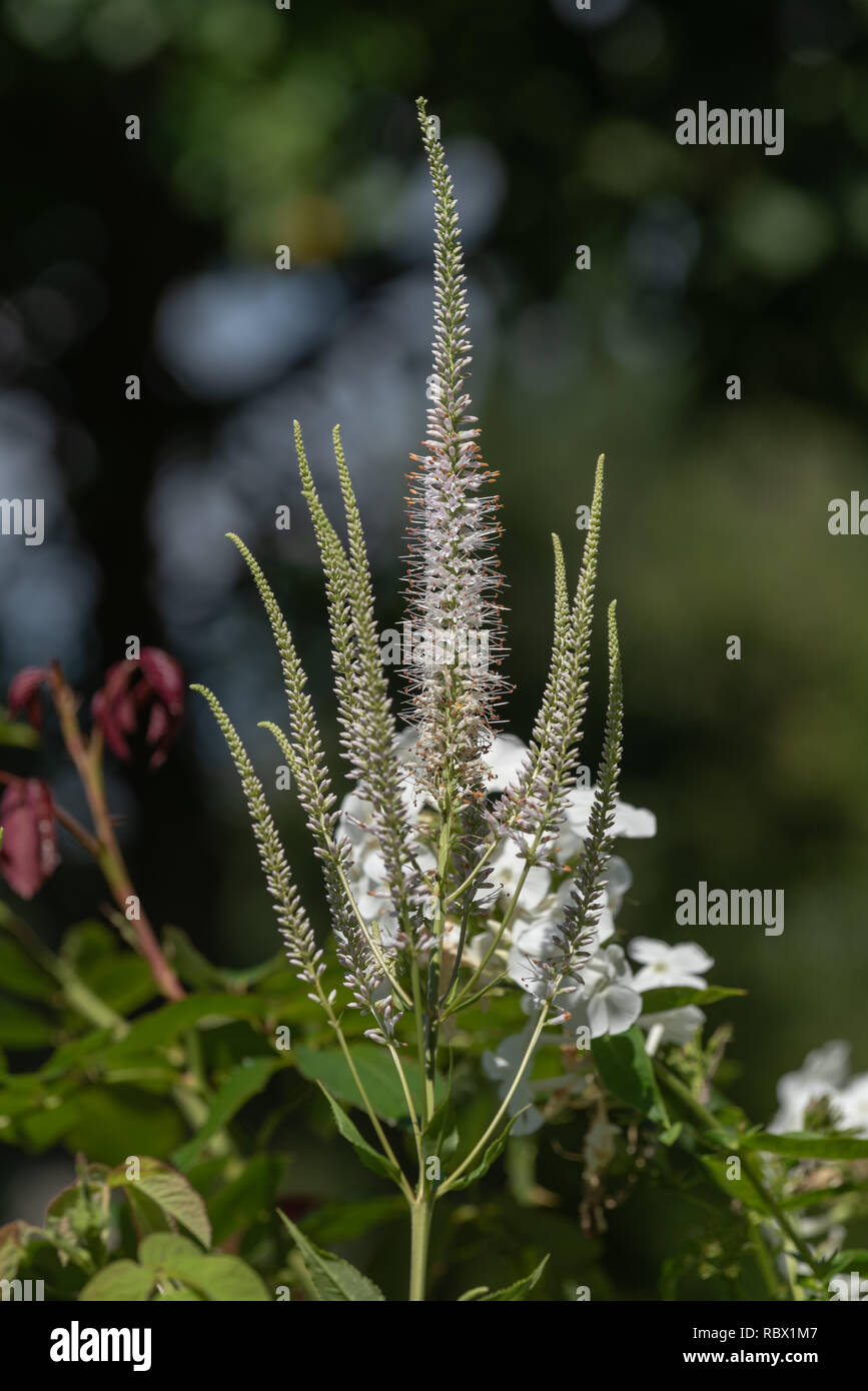 Farbe outdoor Makro einer blühenden Zweig des grün weiß Bowman root/culverphysic/Culver's Physic/culver Wurzel Stamm, detaillierte Struktur Stockfoto