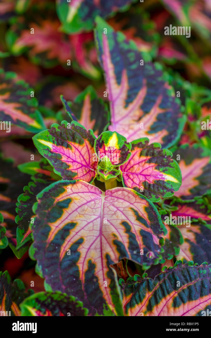 Bunte outdoor Blumen Makro einer grün rot orange violett bemalt Nessel/solenostemon an einem sonnigen Sommertag genommen Stockfoto