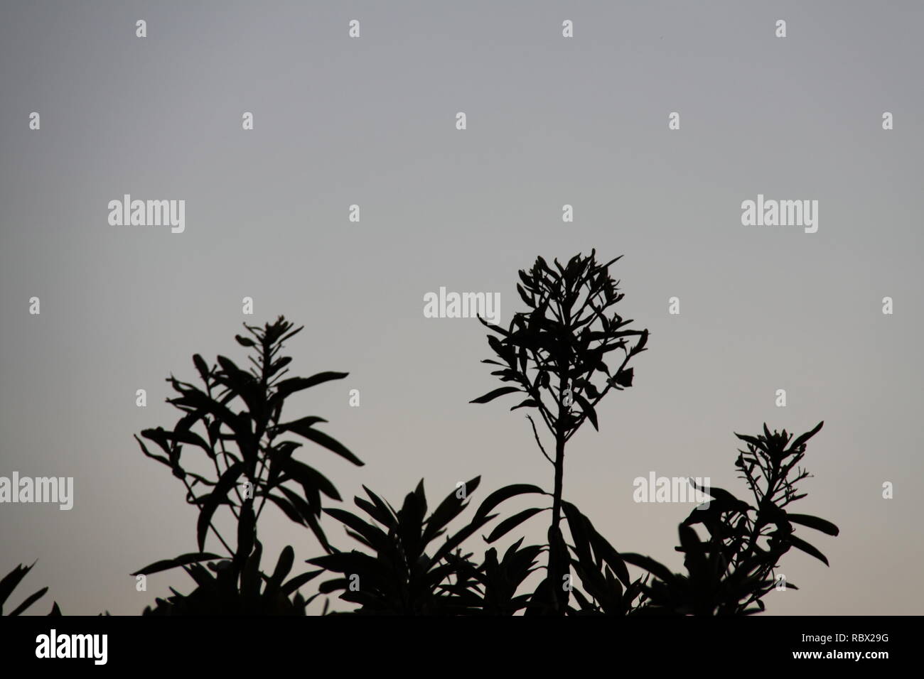 (Nerium oleander) am Abend Stockfoto