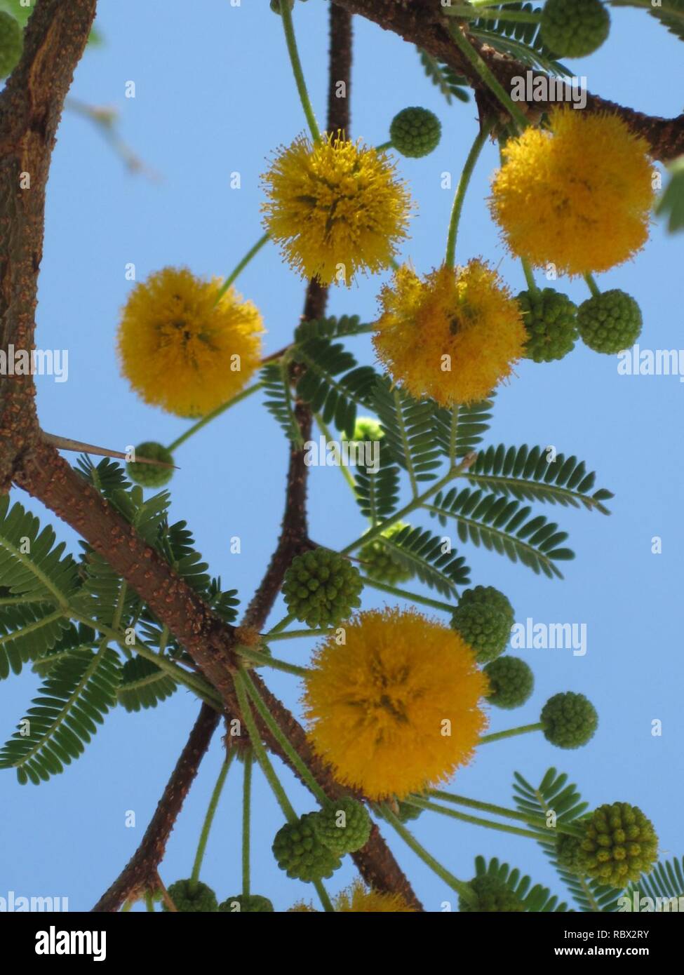 Acacia farnesiana, (Nadellager), Skala Kalloni, Lesbos, Griechenland. Stockfoto