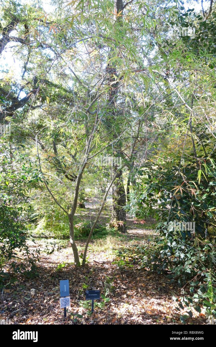 Acer Pentaphyllum Quarryhill Botanical Garden Dsc 03215