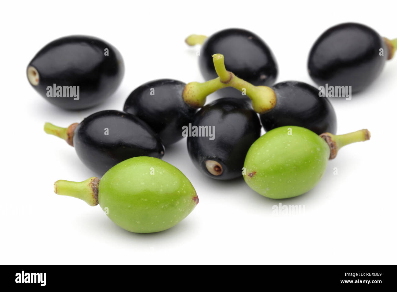 Schwarze und Grüne laurel Beeren auf weißem Hintergrund Stockfoto