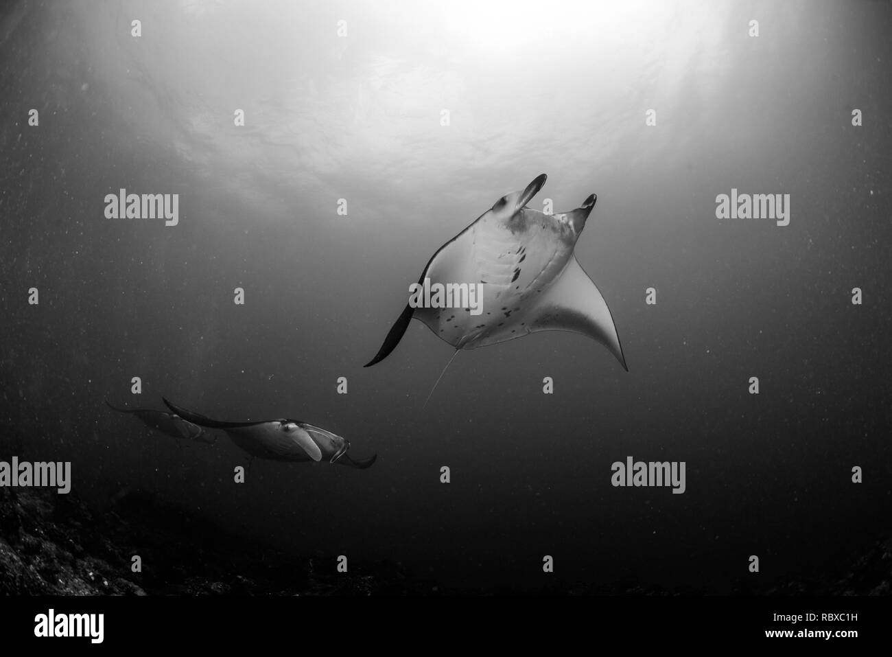 Mantas tanzen Stockfoto